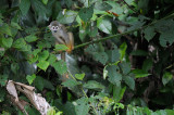 Squirrel monkey