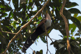 Squirrel Cuckoo