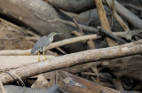 Striated Heron