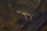 Mindre vattensalamander (Lissotron vulgaris)