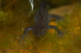 Strre vattensalamander (Triturus cristatus)