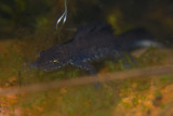 Strre vattensalamander (Triturus cristatus)
