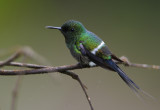 Green Thorntail