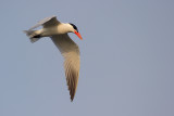 Skräntärna - Caspian Tern