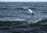 Havssula - Northern Gannet