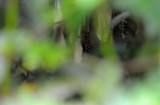 Ocellated Tapaculo