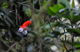 Andean Cock of the Rock