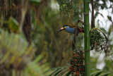 Plate-billed Mountain-Toucan