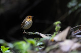 Ochre-breasted Antpitta