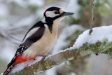 Strre hackspett (Dendrocopus major)