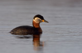 Red-necked Grebe (Podiceps ruficollis)