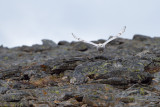 Fjlluggla - Snowy Owl