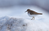 Mosnppa (Calidris temminckii)