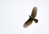 Hook-billed Kite