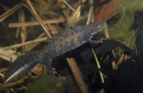 Större vattensalamander (Triturus cristatus)