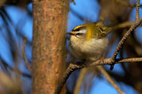 Firecrest - Brandkronad kungsfågel