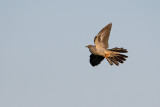Gök (Cuculus canorus) - Common Cuckoo