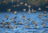 Krrsnppor och Sandlpare - Dunlins & Sanderling