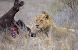 Lion, male with African Buffalo