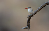 Brown-hooded Kingfisher