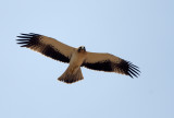 Booted Eagle