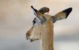 Impala & Red-billed Oxpecker