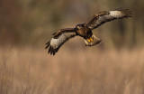 Ormvrk - Common Buzzard (Buteo buteo)