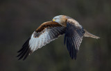 Glada (Milvus milvus) - Red Kite