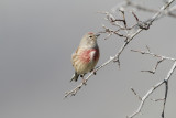 Fanello (Linnet) _003.jpg