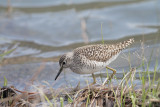 Piro piro boschereccio (Wood Sandpiper) -a001.jpg