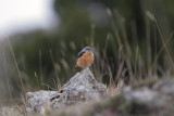 Codirossone (Rock Thrush) 1 _a018.jpg