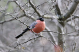 Ciuffolotto (Bullfinch) 3_c002.jpg