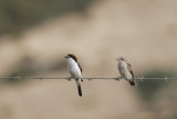 Averla Capirossa (Woodchat shrike)_082.jpg