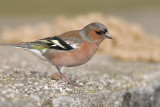 Fringuello (Chaffinch) 1 tris _002.jpg