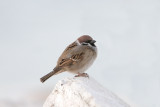 Passera mattugia (Tree sparrow)_ tri a 008.jpg