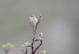 Sterpazzola (Whitethroat) 2C_002.jpg