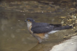 Sparviero (Sparrowhawk)_8.jpg