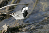 Ballerina bianca (Pied Wigtail)_3224.jpg