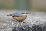 Picchio muratore (Nuthatch)  _034.jpg