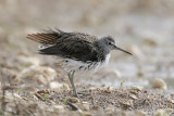 Piro Piro Culbianco (Green Sandpiper)_012.jpg