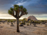 Joshua Tree