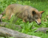 Red Wolf_4905.jpg