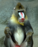 Baboon_7388.jpg