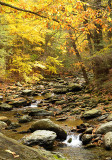Autumn Stream_2906.jpg