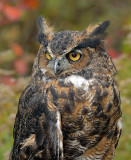 Great Horned Owl_3908.jpg