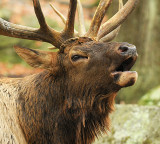 Elk Trumpeting_1746.jpg