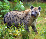 Hyena_1572.jpg