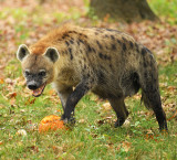 Hyena_1592.jpg