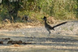 g87cooks 013greaterroadrunnerweb.jpg