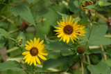 627yard 004sunflowers.jpg